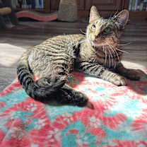 Thumbnail photo of Chopstick #3