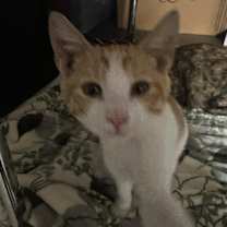 Thumbnail photo of Mickey #4