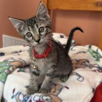 Thumbnail photo of Rusty #2