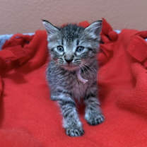 Thumbnail photo of Ellen #3