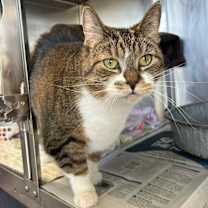 Thumbnail photo of Stella #1