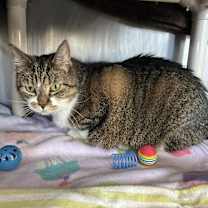 Thumbnail photo of Stella #2