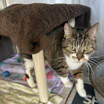 Thumbnail photo of Stella #3