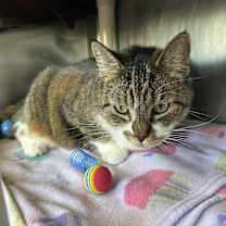 Thumbnail photo of Stella #4