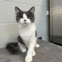 Thumbnail photo of Sugar Cookie #2