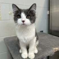 Thumbnail photo of Sugar Cookie #3