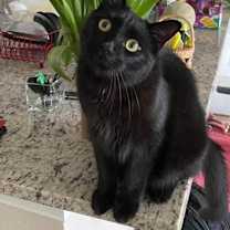 Thumbnail photo of Kobe #3