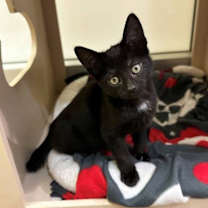 Thumbnail photo of Paw Paw #2