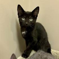 Thumbnail photo of Paw Paw #3