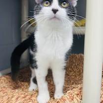 Thumbnail photo of Oink Oink #2