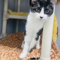 Thumbnail photo of Oink Oink #3