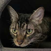 Thumbnail photo of Mirror #1