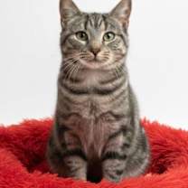 Thumbnail photo of Octavia #1