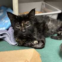 Thumbnail photo of 59915633 #1