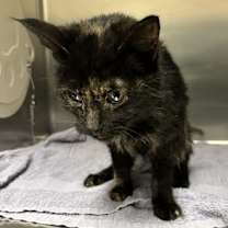 Thumbnail photo of 59915633 #3