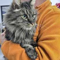 Thumbnail photo of Thorin #3