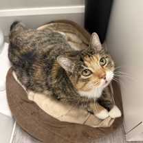 Thumbnail photo of Roxanne #1