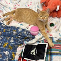 Thumbnail photo of Guera (Special Needs) #3