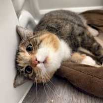 Thumbnail photo of Roxanne #2