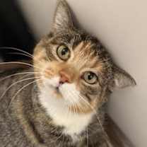 Thumbnail photo of Roxanne #3