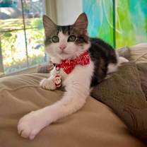 Thumbnail photo of Gilbert #1