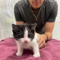 Thumbnail photo of Pigmyweeds 2 #2