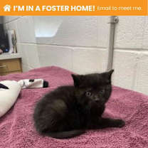 Thumbnail photo of Pigmyweeds 1 #1