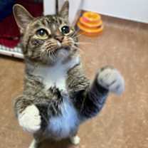 Thumbnail photo of Cordelia #1