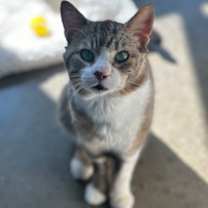 Thumbnail photo of Lance - Stratford #1