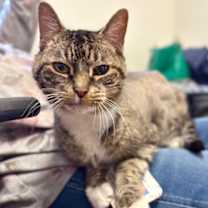 Thumbnail photo of Cordelia #2