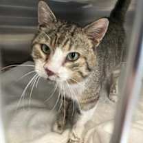 Thumbnail photo of Lance - Stratford #3