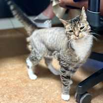 Thumbnail photo of Cordelia #3