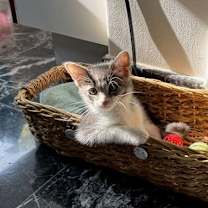 Thumbnail photo of Mickey D #4