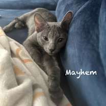 Thumbnail photo of Mayhem #3