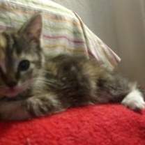 Thumbnail photo of OREO #3