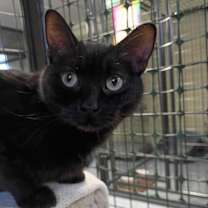 Thumbnail photo of Seka #1