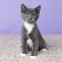 Thumbnail photo of Elmwood #1