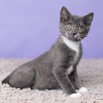 Thumbnail photo of Elmwood #2