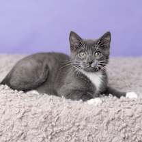 Thumbnail photo of Elmwood #3