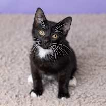 Thumbnail photo of Birchwood #3