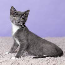 Thumbnail photo of Elmwood #4