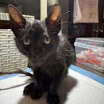 Thumbnail photo of Saint Nick #2