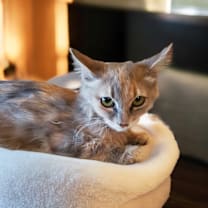 Thumbnail photo of Alanis #1