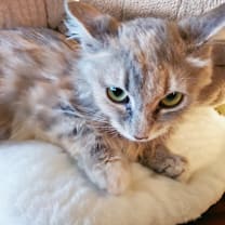 Thumbnail photo of Alanis #2