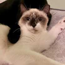 Thumbnail photo of Casper #2