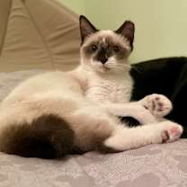 Thumbnail photo of Casper #4