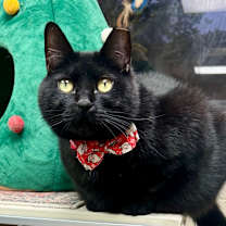 Thumbnail photo of Midnight #1