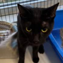 Thumbnail photo of Cleo #1