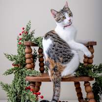 Thumbnail photo of Kaliki #4