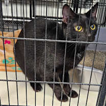 Thumbnail photo of Cleo #2